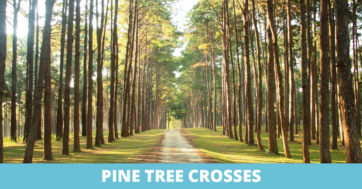 Pine Tree Crosses