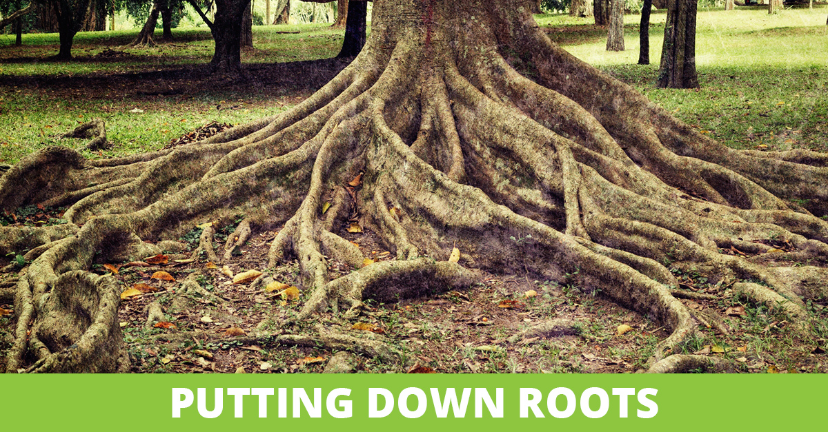 Putting Down Roots