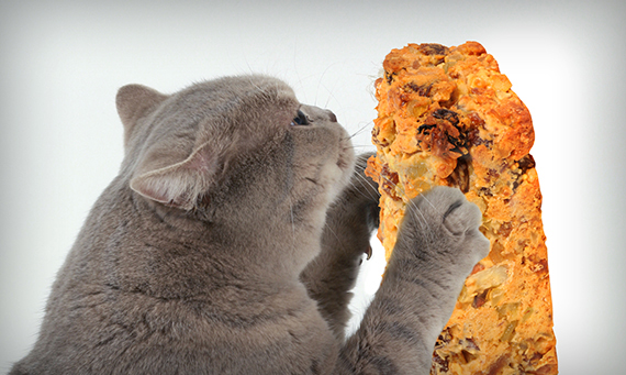 Cat Scratching Fruitcake